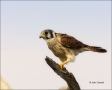 Falcon;Florida;Kestrel;American-Kestrel;Falco-sparverius;one-animal;close-up;col